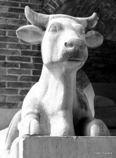 Het oude Raadhuis van Waalwijk