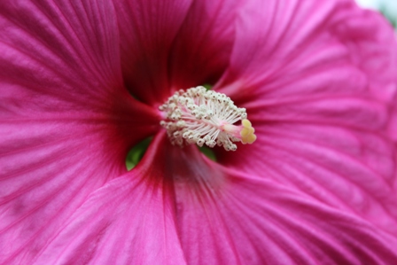 Dit weekend kuipplantenveiling bij Abdij Marienkroon